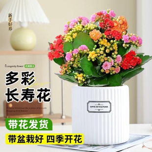 多彩长寿花盆栽花卉重瓣大花金狐狸带花苞室内好养活绿植四季常青