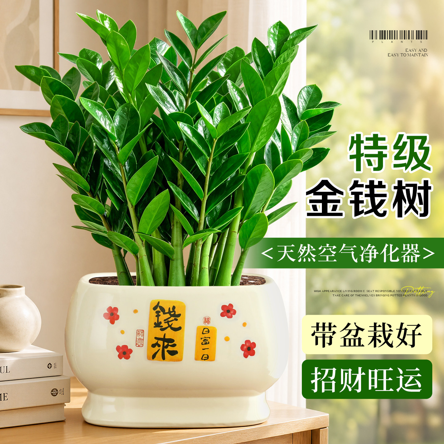 大盆金钱树绿植盆栽室内四季常青发财树好养活净化空气摇钱树盆景