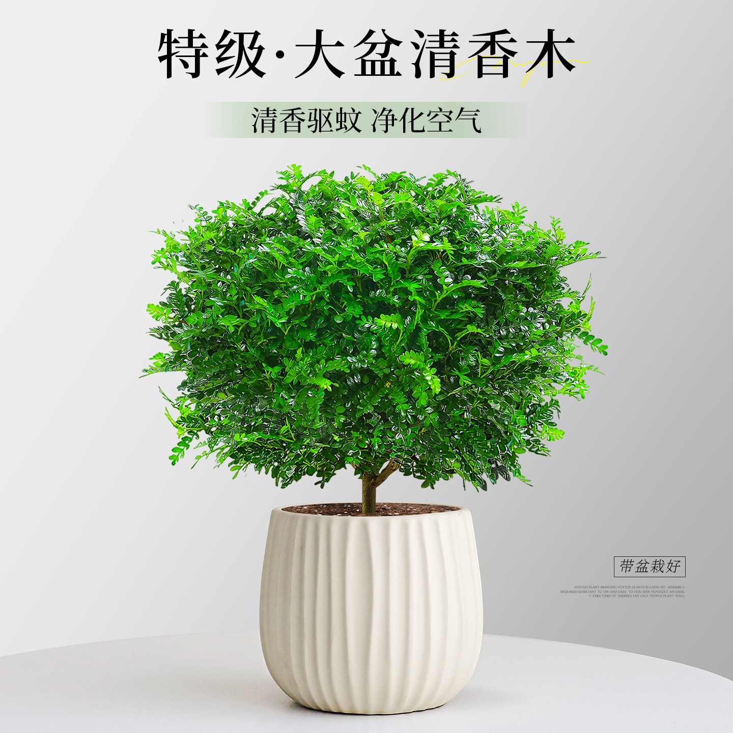 正宗清香胡椒木盆栽花卉室内外驱蚊草植物树苗老桩好养九里香绿植