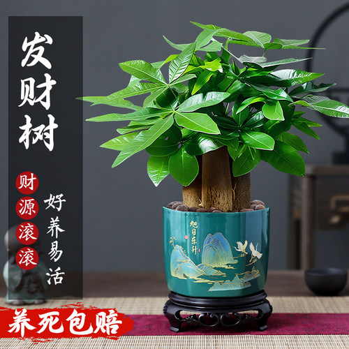【特级发财树】招财绿植盆栽好养