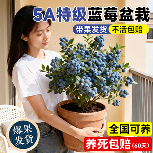 特级蓝莓盆栽室内外阳台耐寒全国可养带花带果树蓝梅苗四季可结果