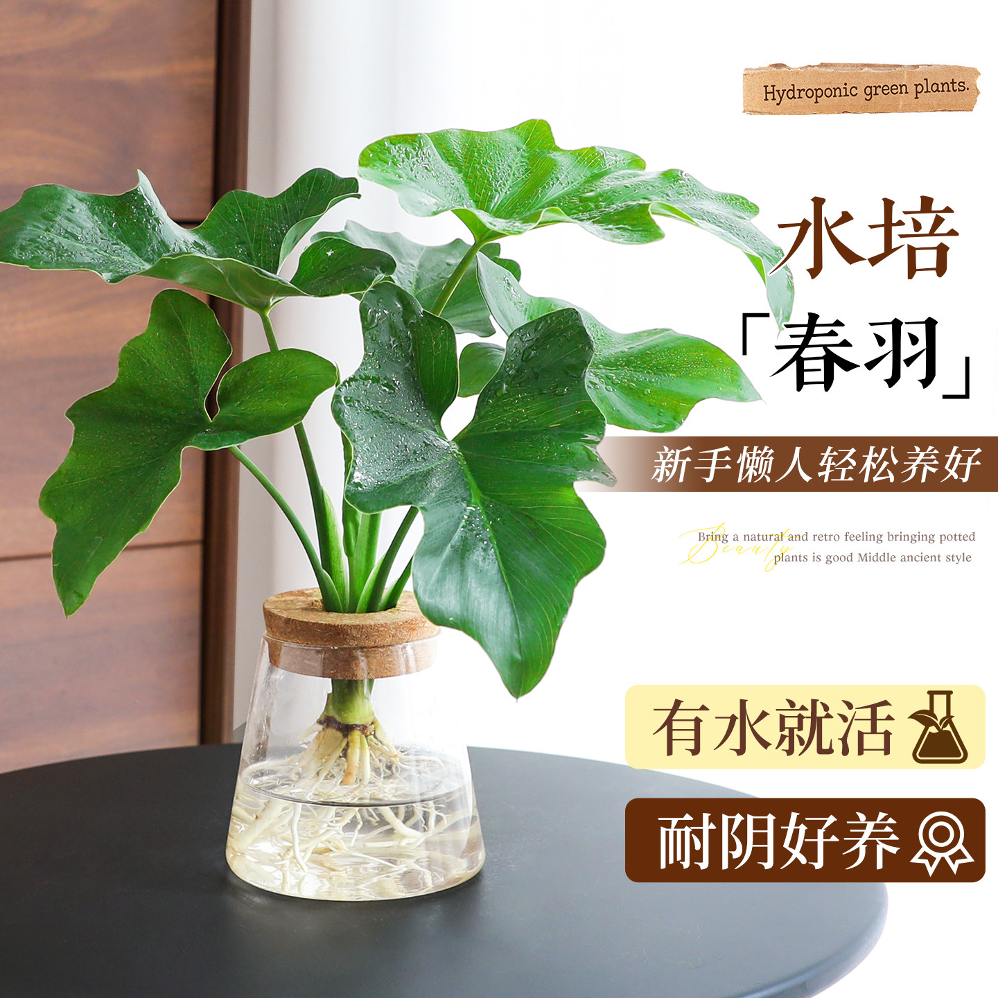 水培春羽小天使盆栽办公室好养植物中古桌面鸭脚木好养绿植摆件