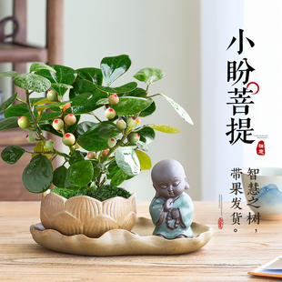 小盼菩提盆栽绿植带果办公室桌面中式 禅意客厅摆件观叶菩提树盆景