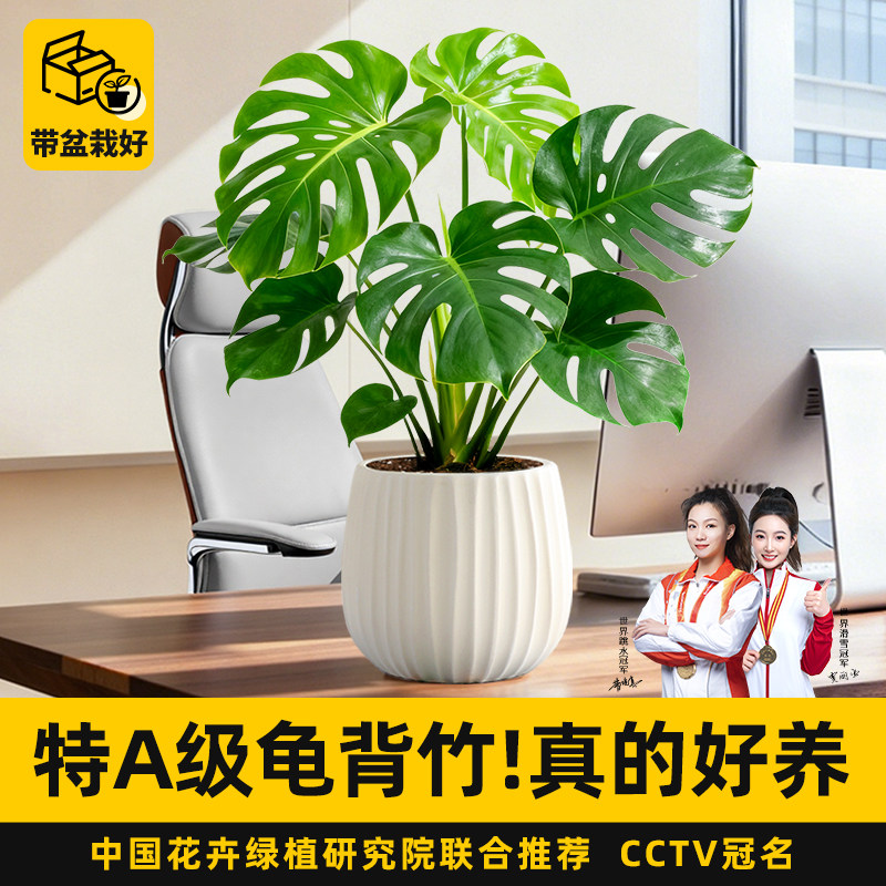 特级龟背竹绿植盆栽开背老桩室内客厅电视柜桌面耐阴好养植物除醛,鲜花速递/花卉仿真/绿植园艺,绿植,淘宝优惠券,粉丝福利购,淘宝优惠卷