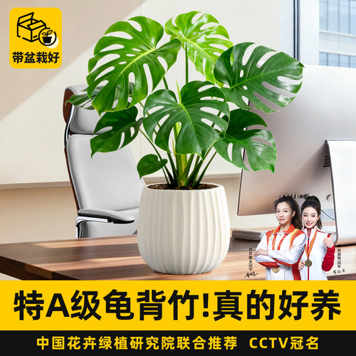 特级龟背竹绿植盆栽耐阴好养除醛