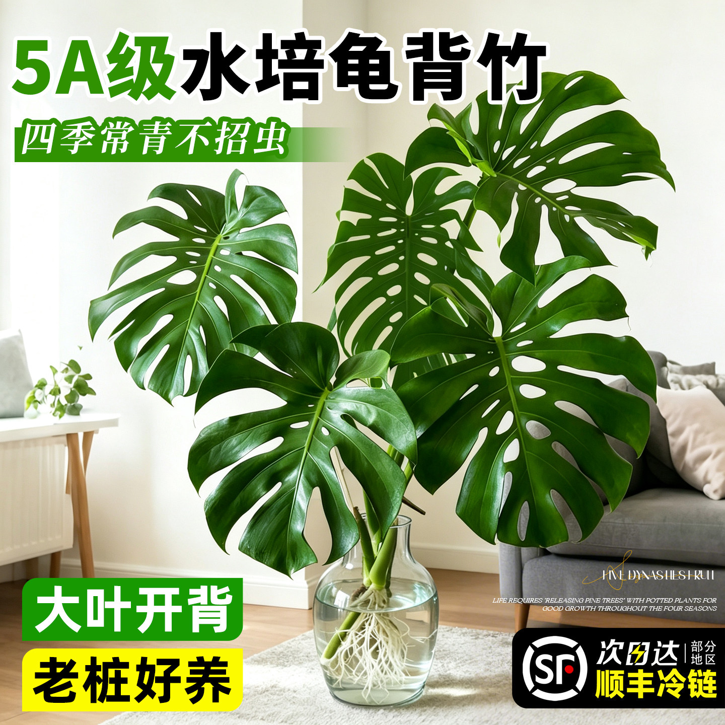 【大叶龟背竹】客厅桌面水培植物图片