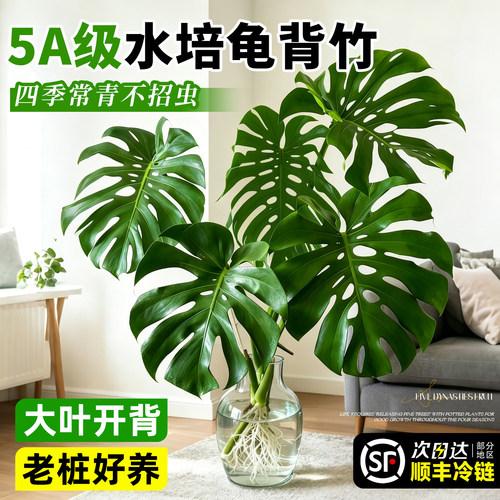 【大叶龟背竹】客厅桌面水培植物
