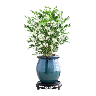 九里香盆栽植物室内驱蚊多季开花飘香九里绿植花卉好养景德镇陶瓷