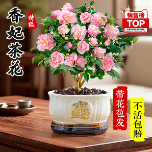 特级大盆香妃山茶花盆栽带花苞室内客厅花卉绿植开花浓香四季好养