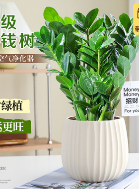 特级金钱树绿植室内盆栽办公室桌面客厅四季好养植物发财树摇钱树
