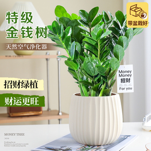 特级金钱树绿植室内盆栽办公室桌面客厅四季好养植物发财树摇钱树