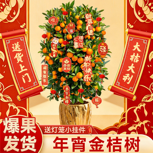 带果年桔大盆栽绿植大型植物带果橘子树大金桔树办公室内年宵花卉