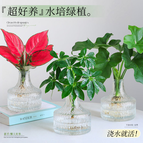 【万人复购植物】好养鸭脚木绿植