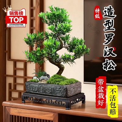 特级造型罗汉松盆景桌面真树好养