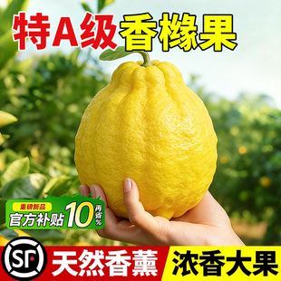 香橼鲜果水培绿植物办公桌面佛手柑香薰天然新鲜闻香葫芦摆件可食