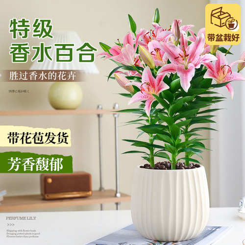 香水百合花盆栽带花苞鲜花植物室