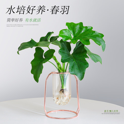 【小天使春羽】净化除醛植物盆栽