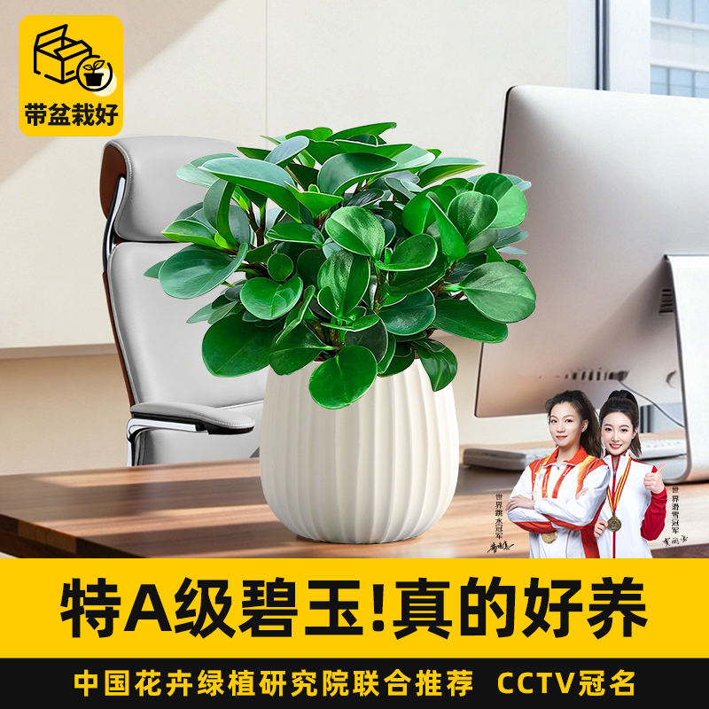 特级碧玉盆栽室内绿植豆瓣客厅桌面净化空气桌面四季好养耐阴植物