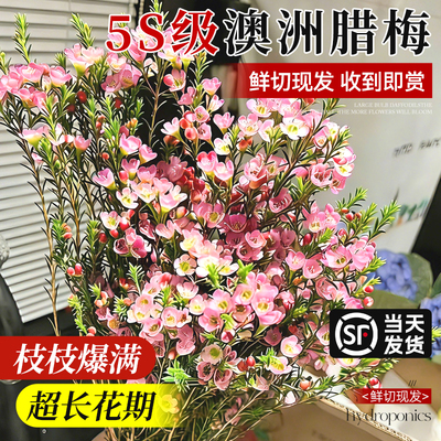 【爆花发货】澳洲腊梅鲜花年宵花
