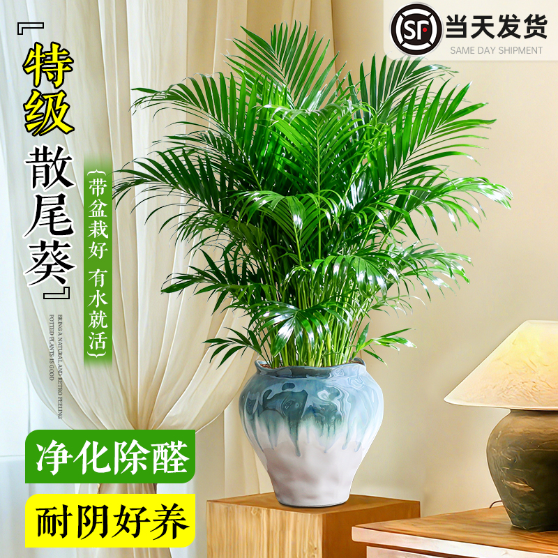 大盆散尾葵盆栽室内植物凤尾竹客厅绿植四季常青花卉好养富贵椰子