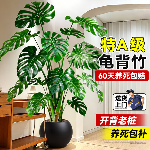 龟背竹客厅绿植高级感老桩好养