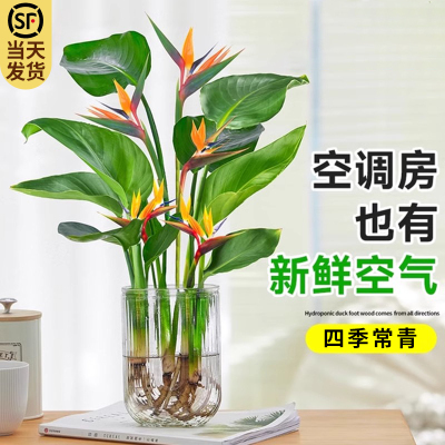 天堂鸟纯水培植物室内四季好养活