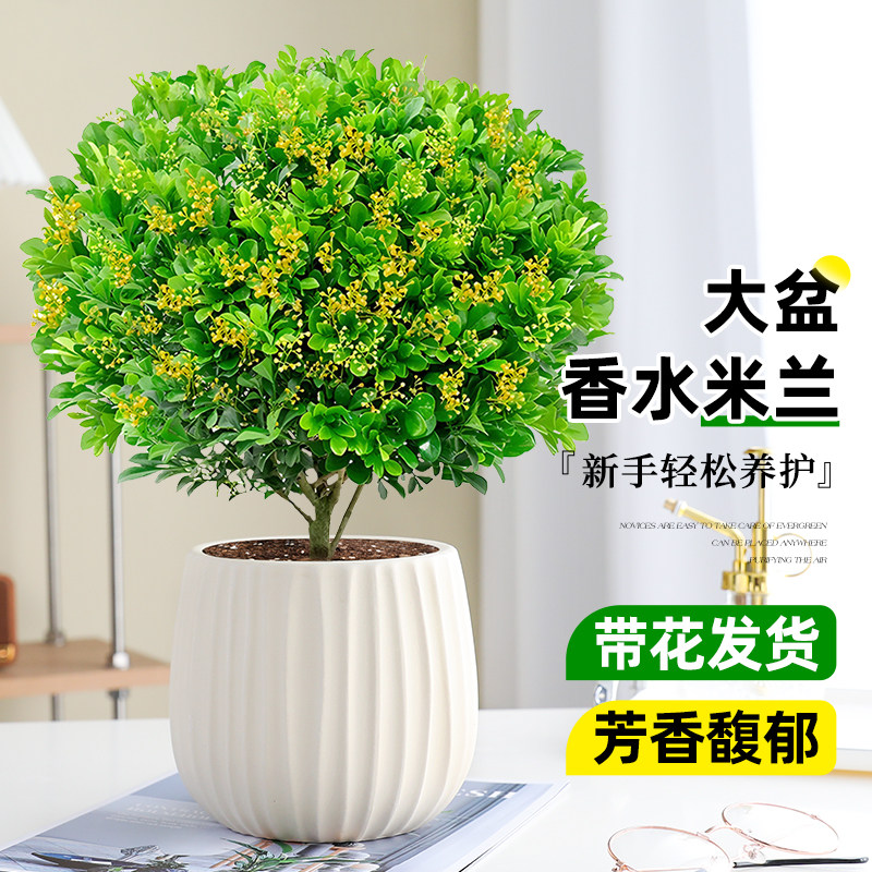 香水米兰盆栽带花苞浓香老桩盆景花卉室内净化空气好养活驱蚊绿植