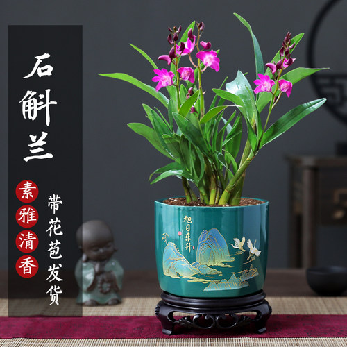 石斛兰盆栽室内桌面花卉四季常青