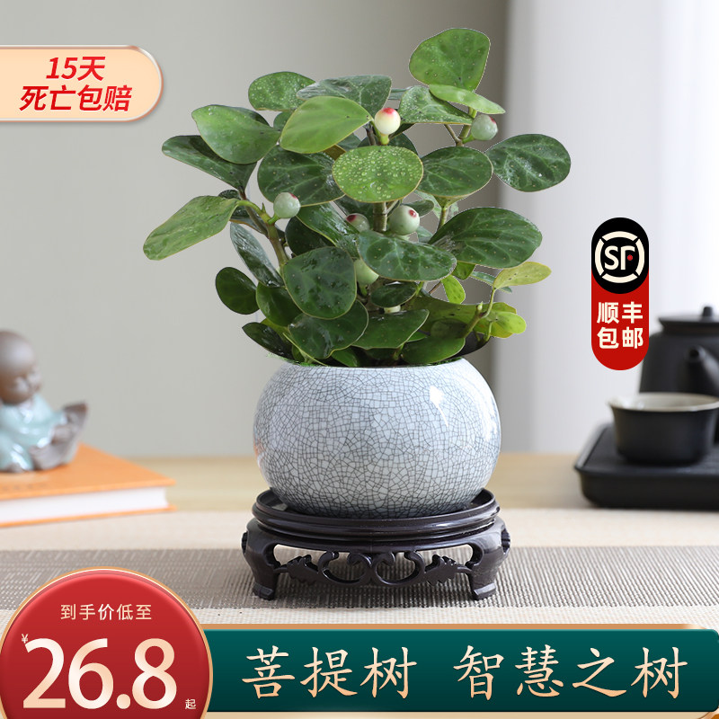 小盼菩提树盆栽植物室内禅意盆景办公室桌面净化空气观叶绿植好养,鲜花速递/花卉仿真/绿植园艺,绿植,淘宝优惠券,粉丝福利购,淘宝优惠卷