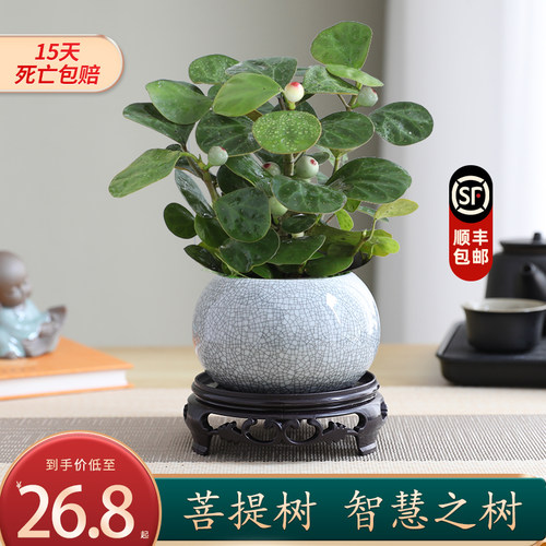 小盼菩提树盆栽植物室内禅意盆景