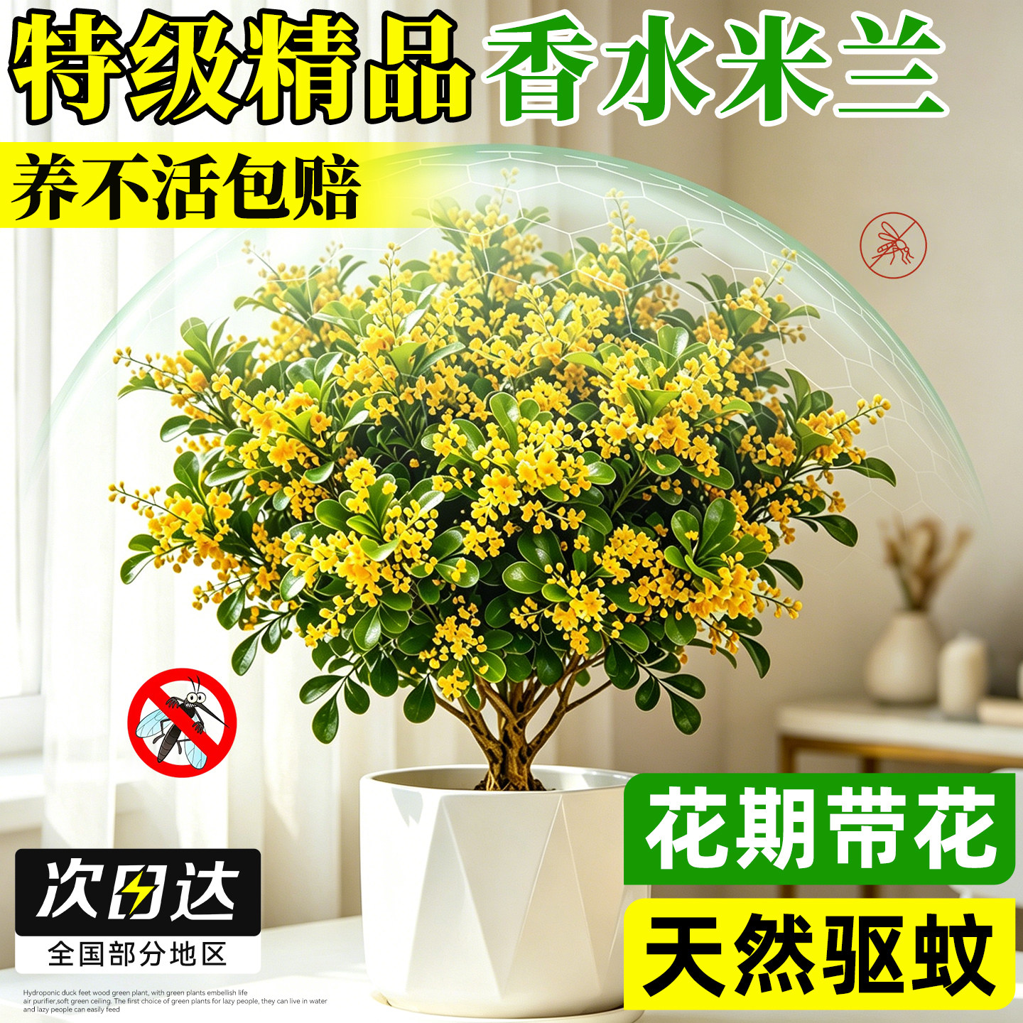 【浓香！】特级米兰花卉盆栽好养图片