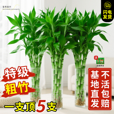 水培富贵竹植物客厅招财粗杆带根