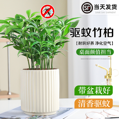竹柏驱蚊植物室内绿植四季常青