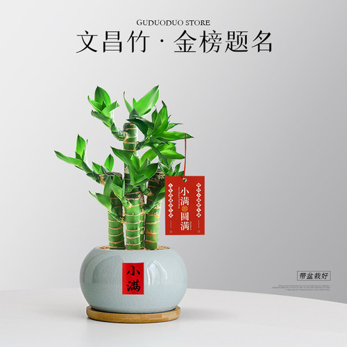 文昌竹4枝高考金榜题名书桌绿植