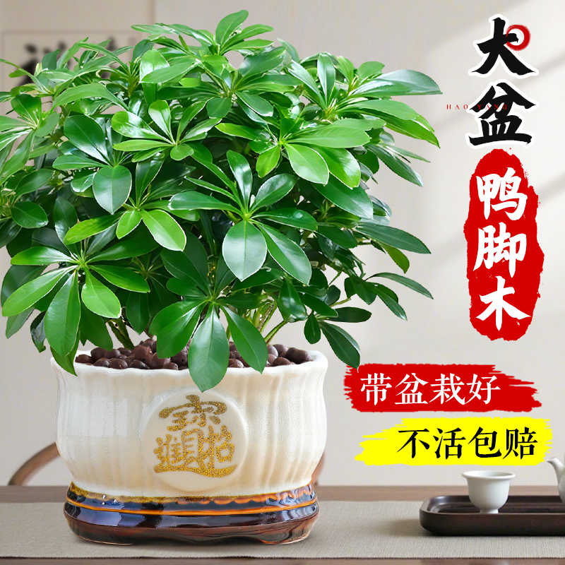 大盆鸭脚木盆栽八方来财绿植好养