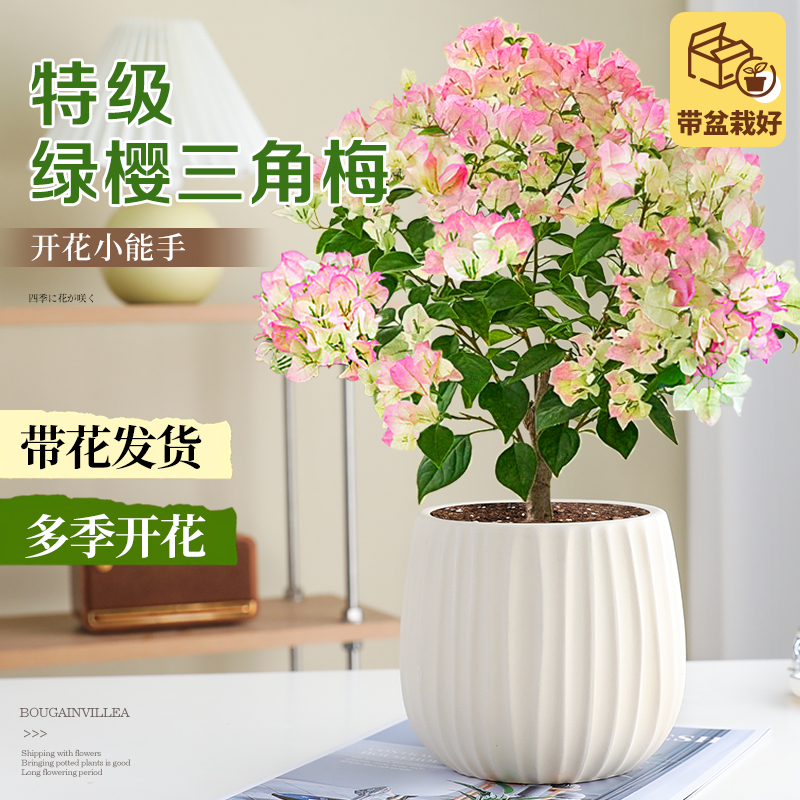 【带花带盆】绿樱三角梅盆栽大苗