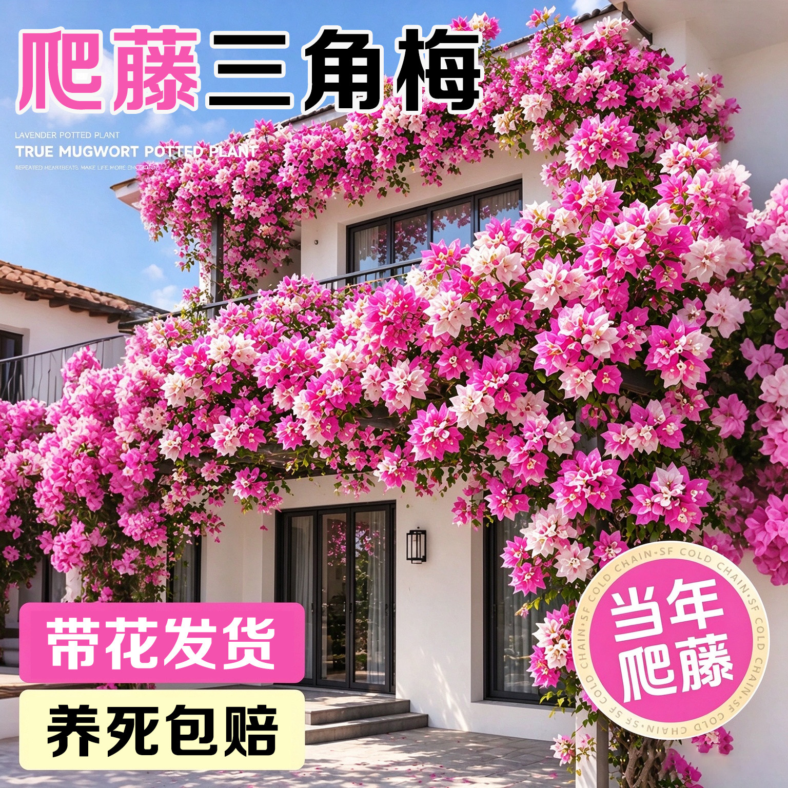 爬藤三角梅盆栽绿樱漳红缨庭院阳台老桩花卉当爬藤月季蔷薇绿植物