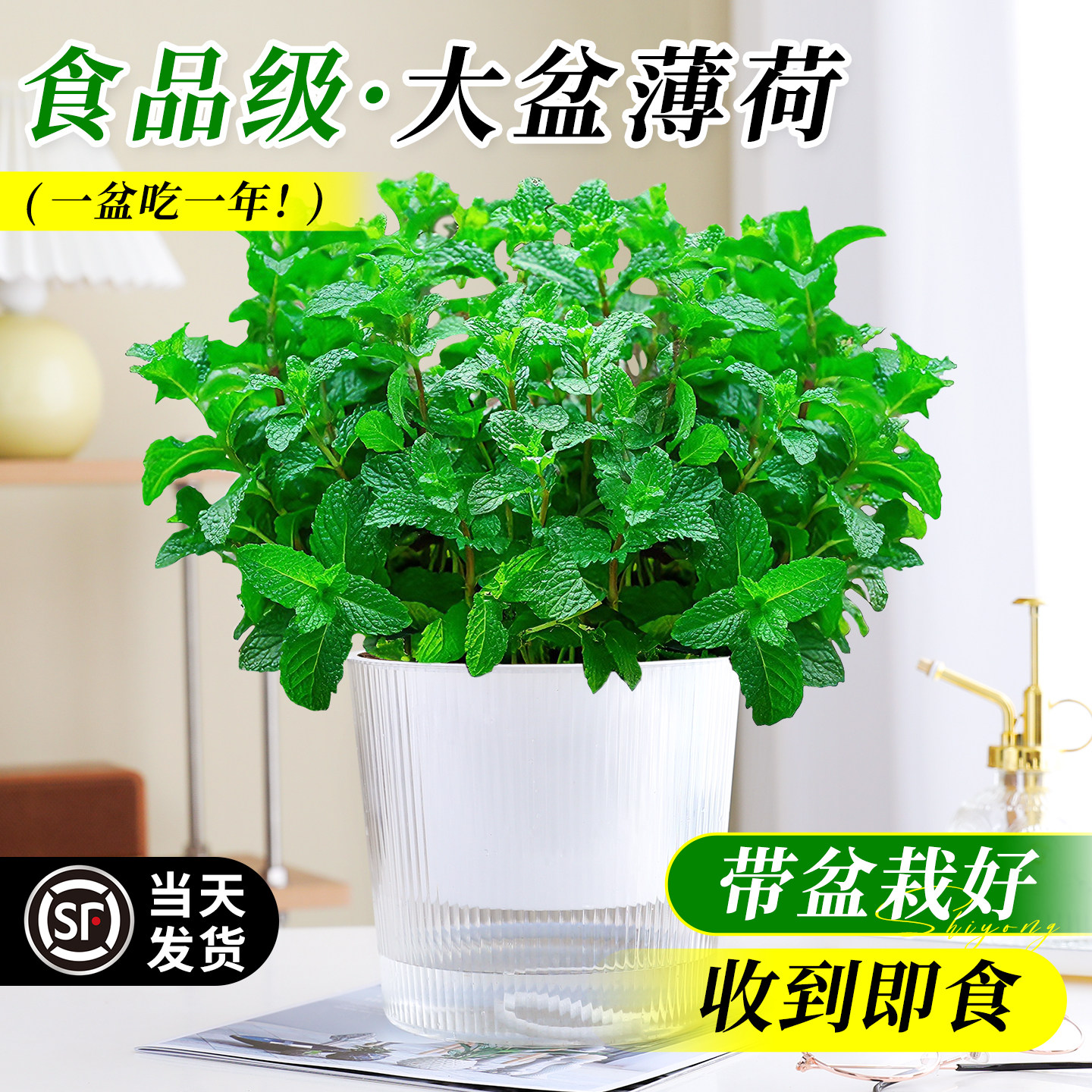 可食用大盆薄荷盆栽大苗室内绿植迷迭香紫苏好养猫薄荷叶驱蚊植物
