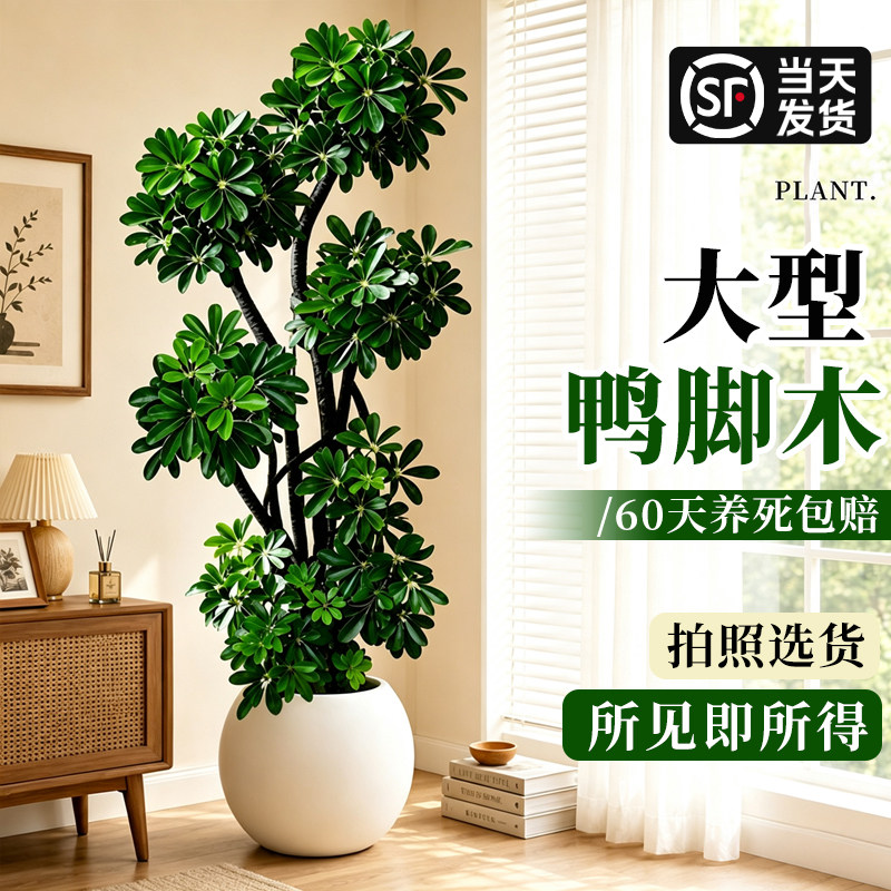 【DIY造型鸭脚木】室内旺宅绿植图片