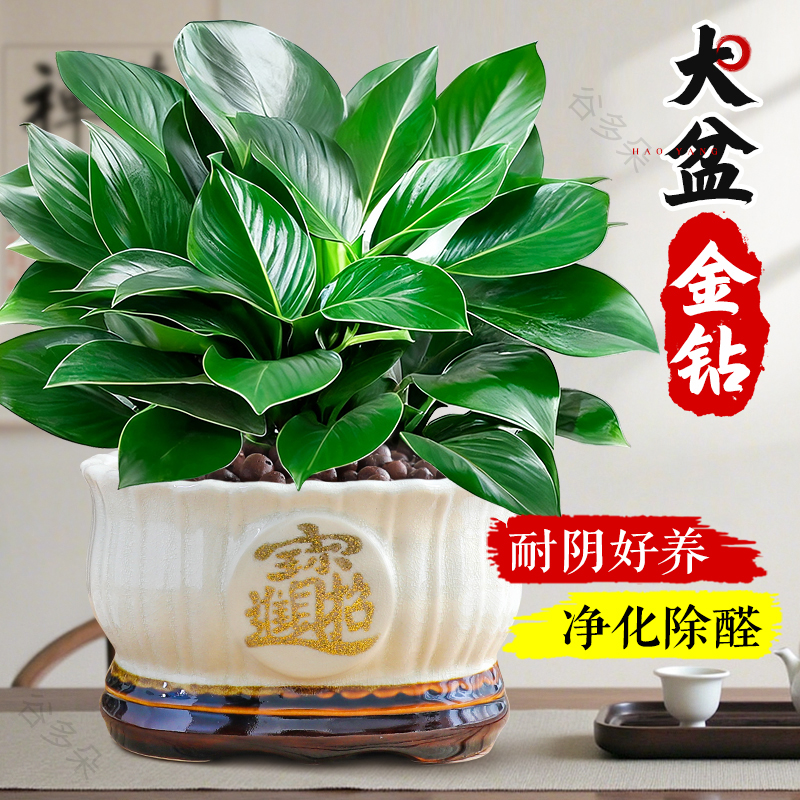 金钻盆栽大叶绿公主除甲醛绿萝
