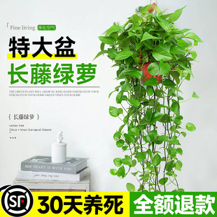 长藤款 绿萝盆栽爬藤垂吊大叶绿箩室内水培绿植物家用新房净化空气