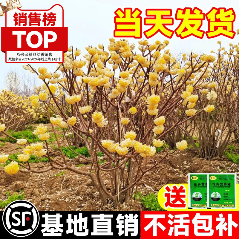 結(jié)香花樹苗盆栽庭院風景別墅園林綠化四季夢花耐寒植物大苗木花卉