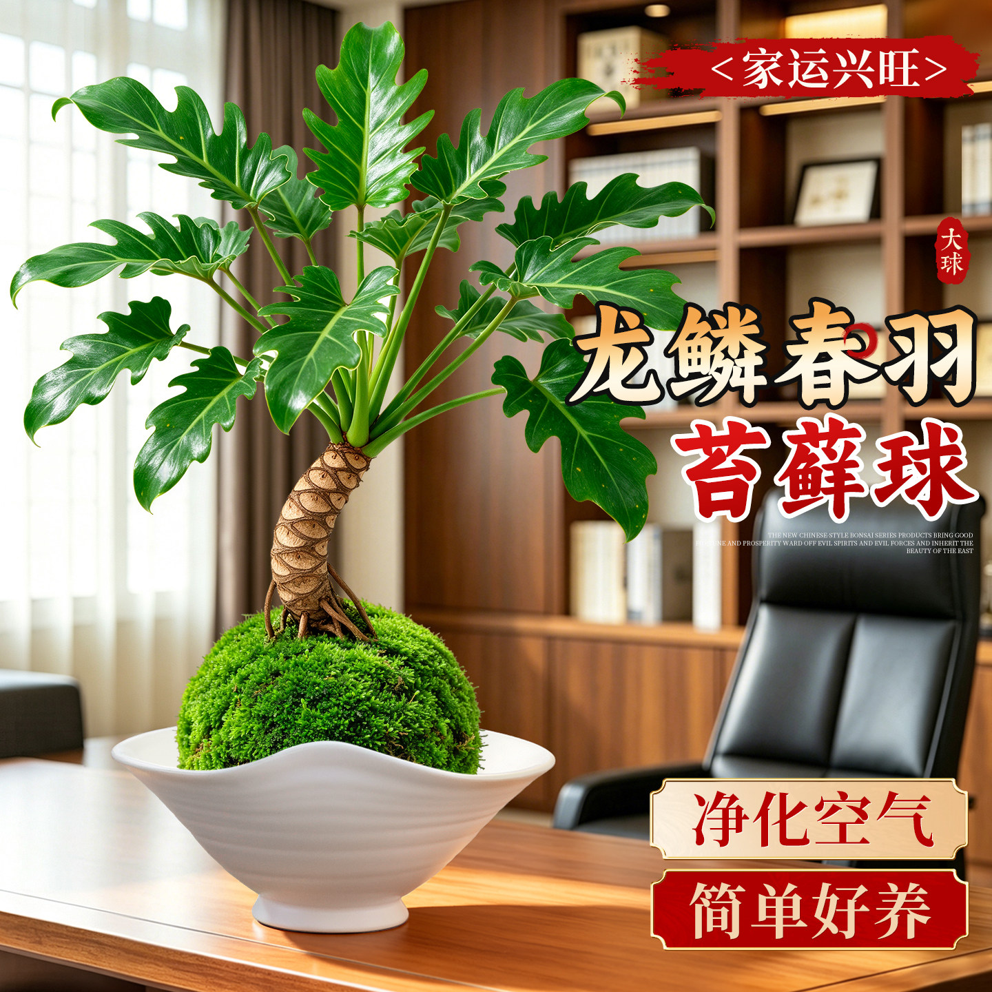 龙鳞春羽苔藓球室内客厅好养花卉盆栽小天使绿植净化除醛四季长青
