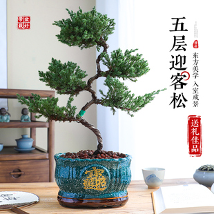 迎客松真树盆景五层塔松真柏客厅盆栽花卉送礼开业室内外四季好养