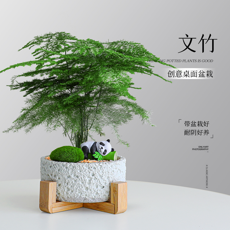 文竹小盆栽室内客厅耐阴好养绿植