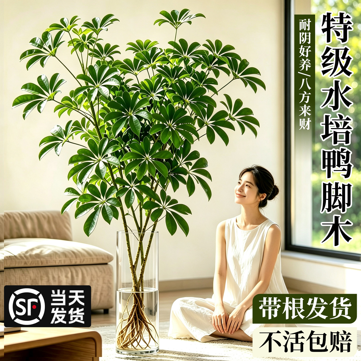 水培带根鸭脚木室内客厅桌面水养绿植八方来财四季常青招财七叶莲 - 实物图