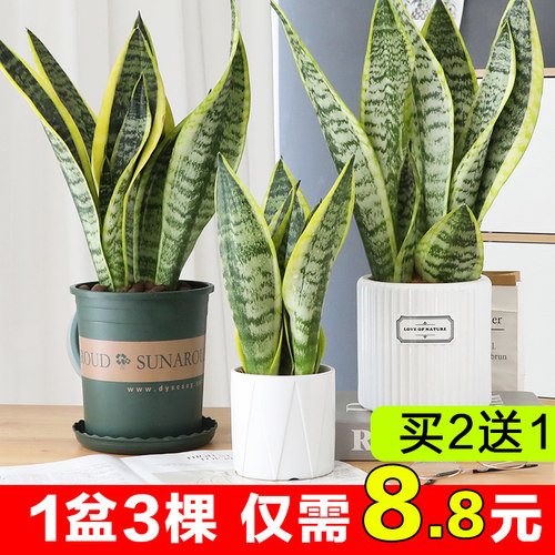 金边虎皮兰绿植物室内客厅好养活