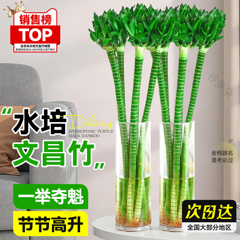 水培文昌竹4枝金榜题名富贵竹