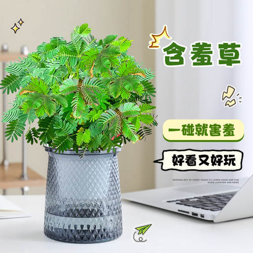 含羞草盆栽室内客厅办公桌面绿植
