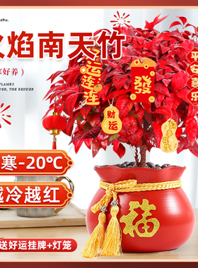 大盆火焰南天竹红叶盆栽绿植室内阳台四季旺宅耐寒植物好养活花卉